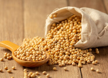 Soybean