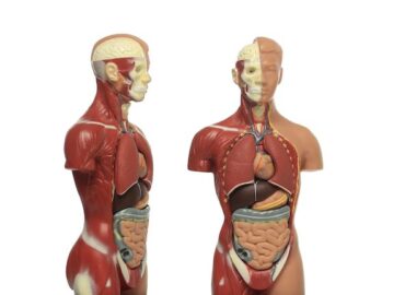 Anatomical and Medical Training Models